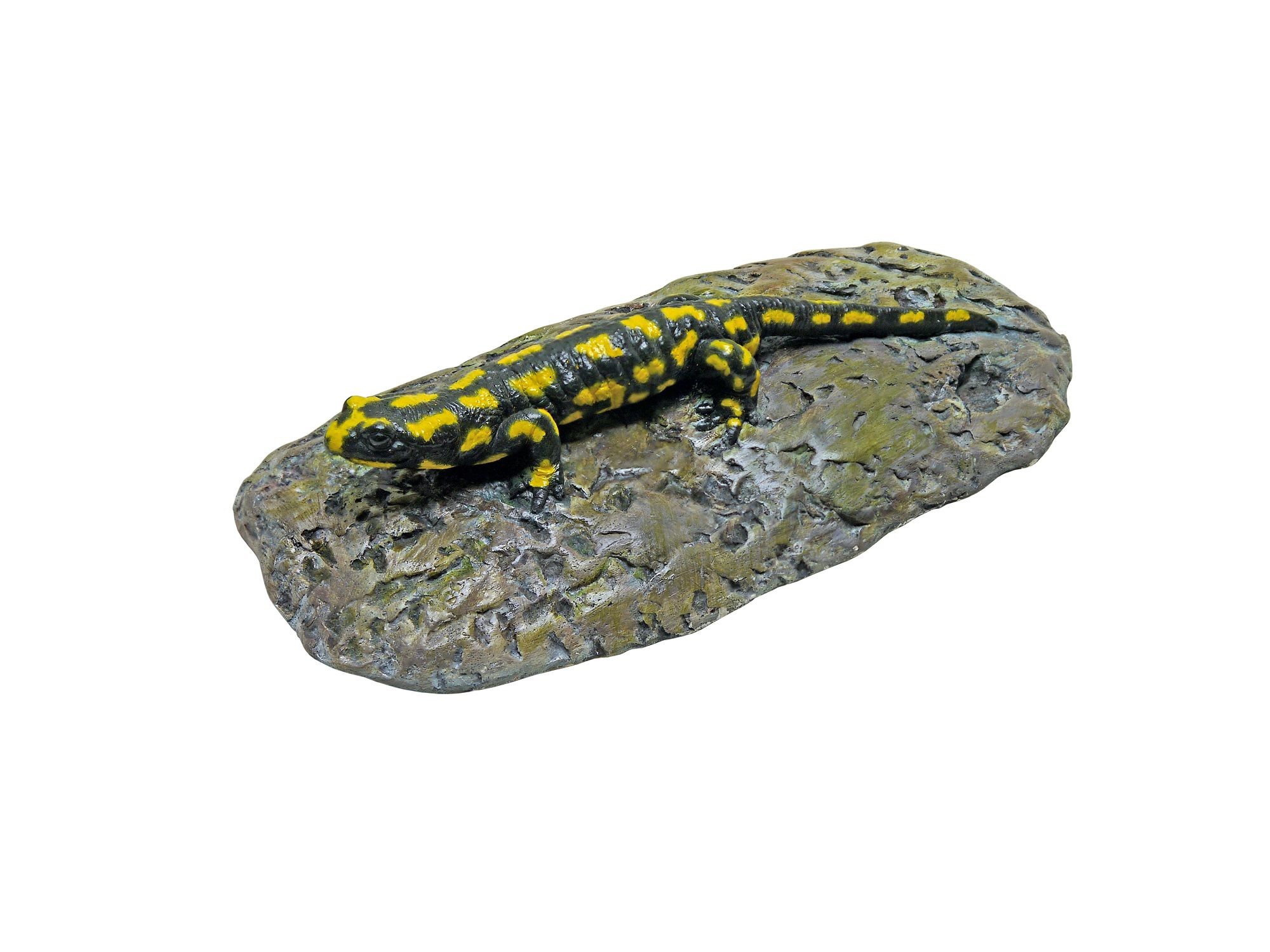 Foltos szalamandra salamandra salamandra (Rippl-Rónai Múzeum CC BY-NC-SA)