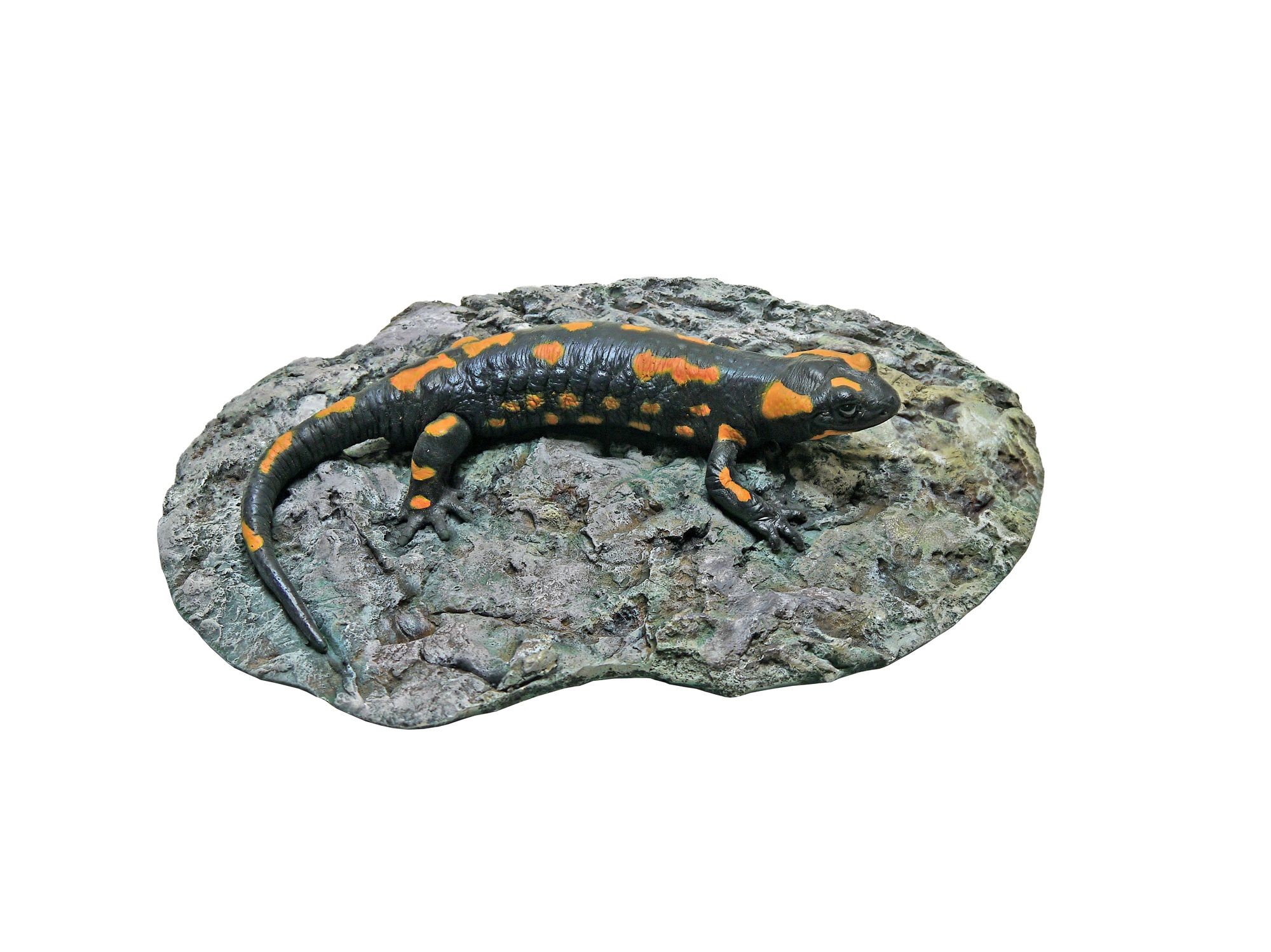 Foltos szalamandra salamandra salamandra (Rippl-Rónai Múzeum CC BY-NC-SA)