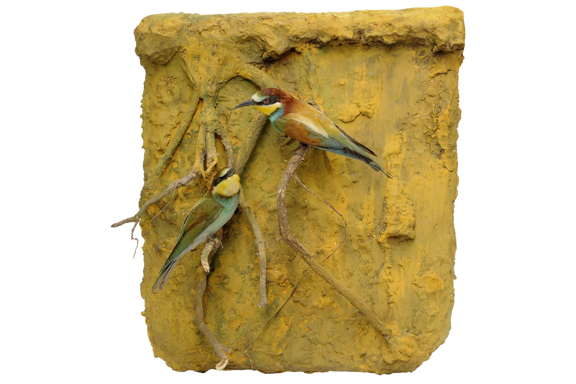 Gyurgyalag merops apiaster (Rippl-Rónai Múzeum CC BY-NC-SA)