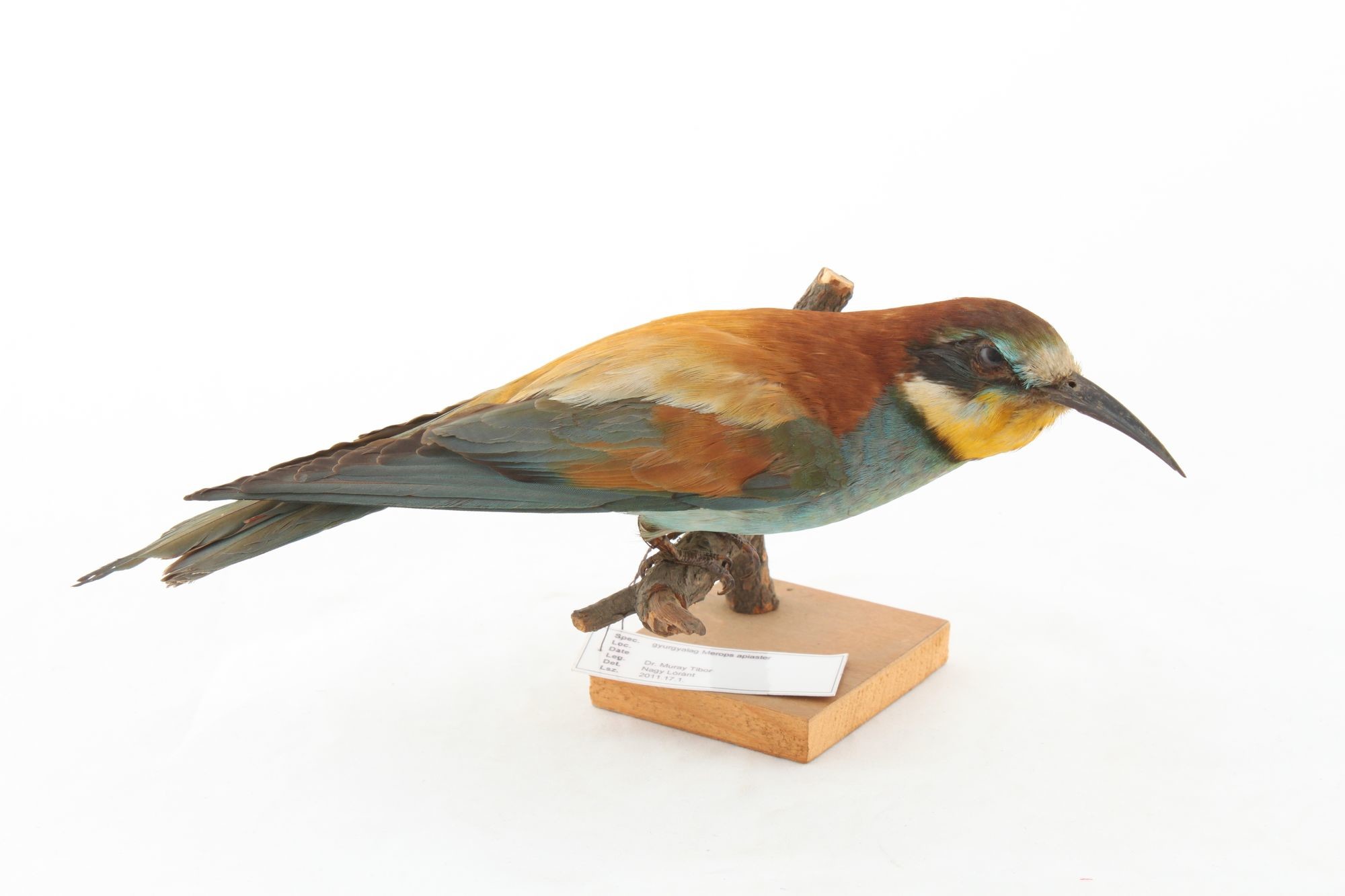 Gyurgyalag merops apiaster (Rippl-Rónai Múzeum CC BY-NC-SA)