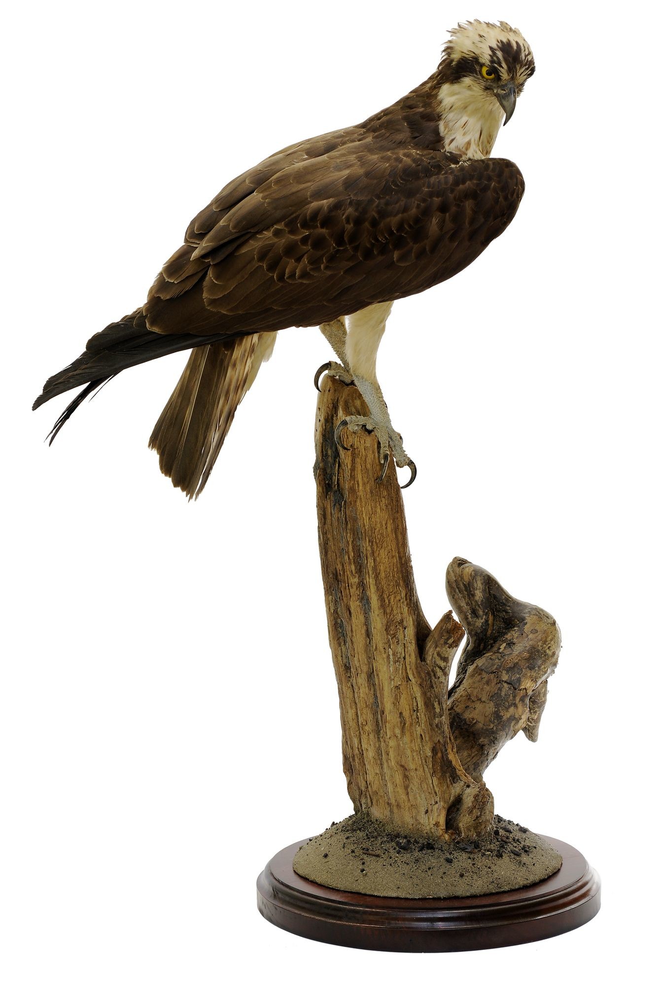 Halászsas pandion haliaetus (Rippl-Rónai Múzeum CC BY-NC-SA)