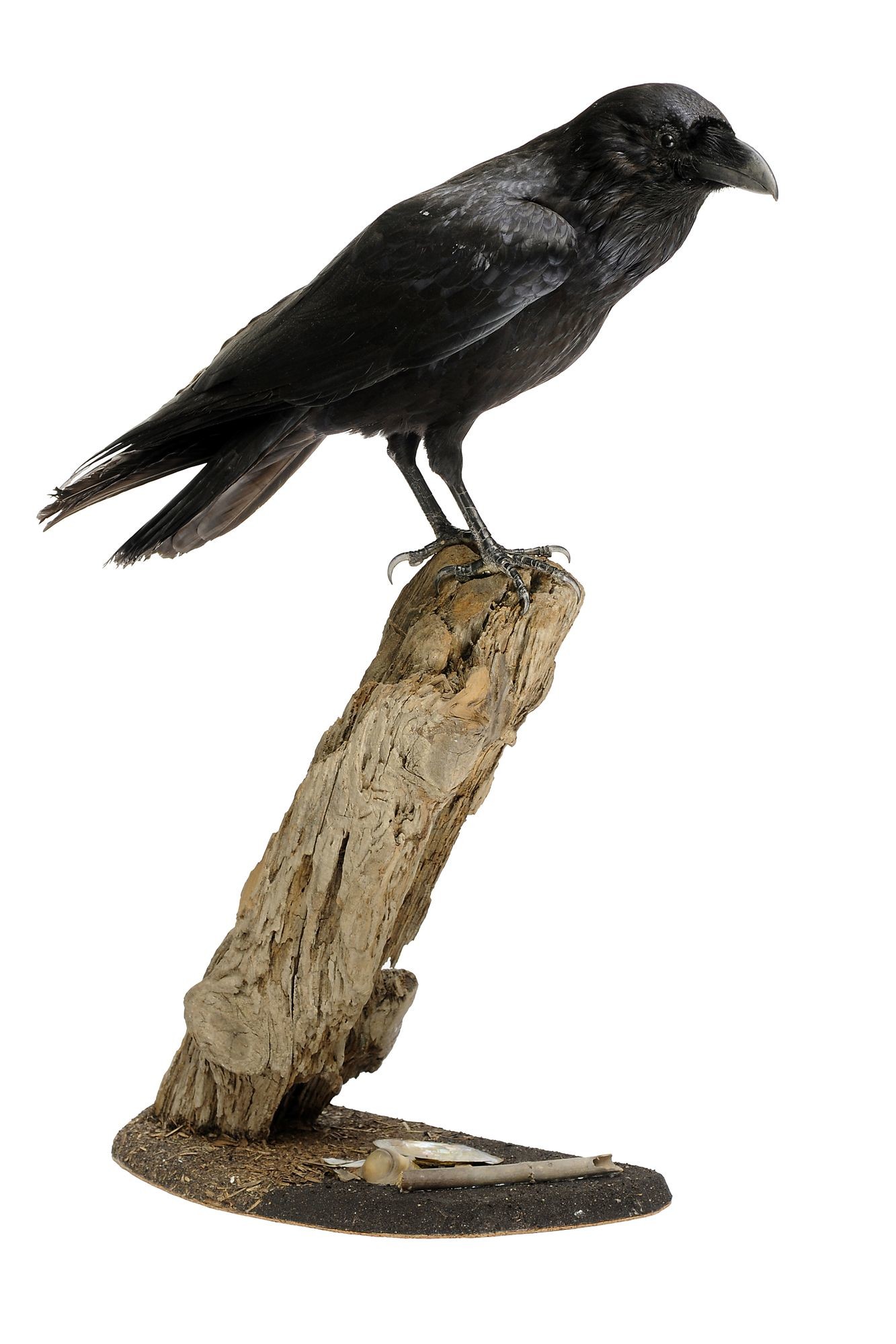 Holló corvus corax (Rippl-Rónai Múzeum CC BY-NC-SA)