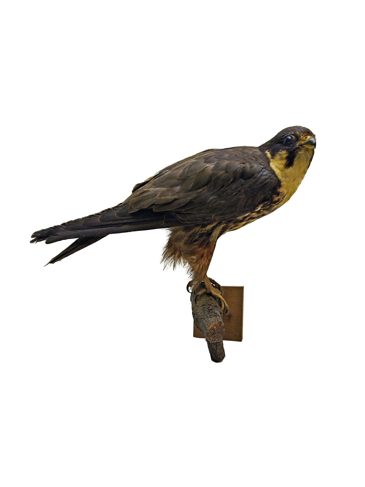 Kabasólyom falco subbuteo (Rippl-Rónai Múzeum CC BY-NC-SA)