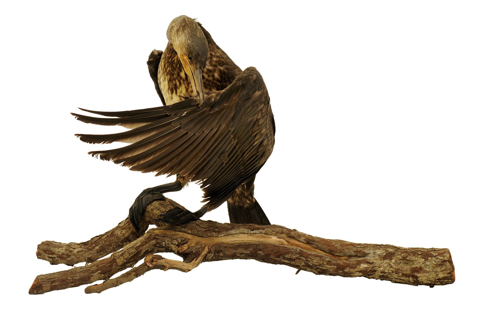 Kárókatona phalacrocorax carbo (Rippl-Rónai Múzeum CC BY-NC-SA)