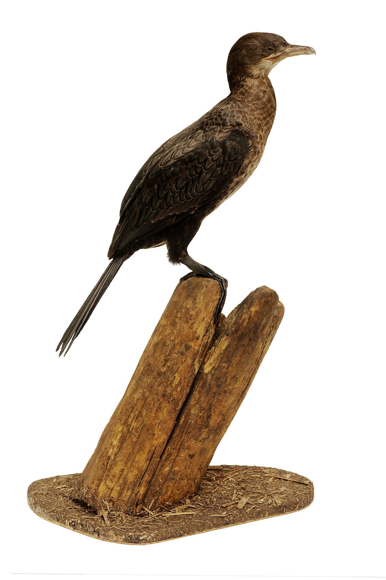 Kis kárókatona phalacrocorax pygmaeus (Rippl-Rónai Múzeum CC BY-NC-SA)