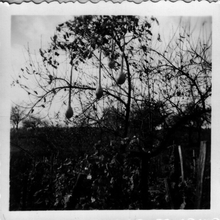 Lopótökök a fán (Rippl-Rónai Múzeum CC BY-NC-ND)