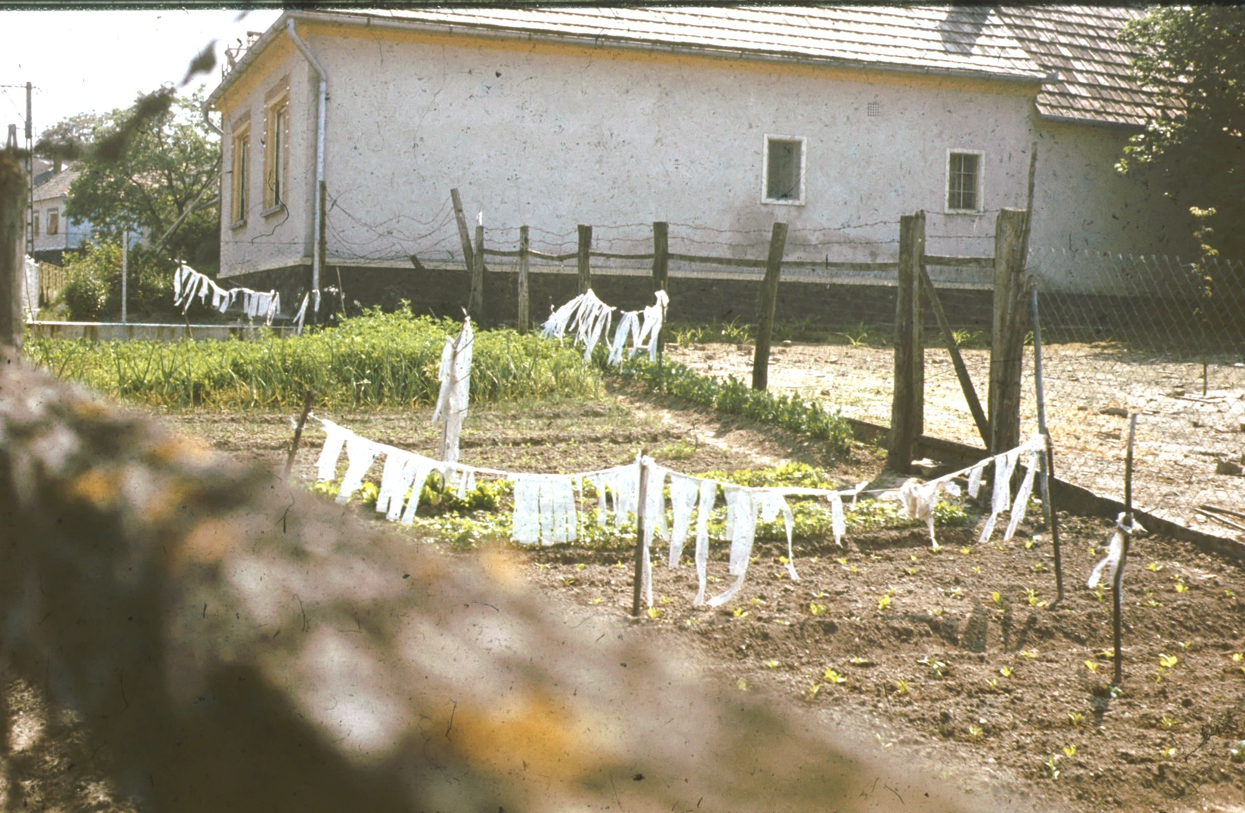Madár riasztó szalagok a veteményes kertben (Rippl-Rónai Múzeum CC BY-NC-ND)