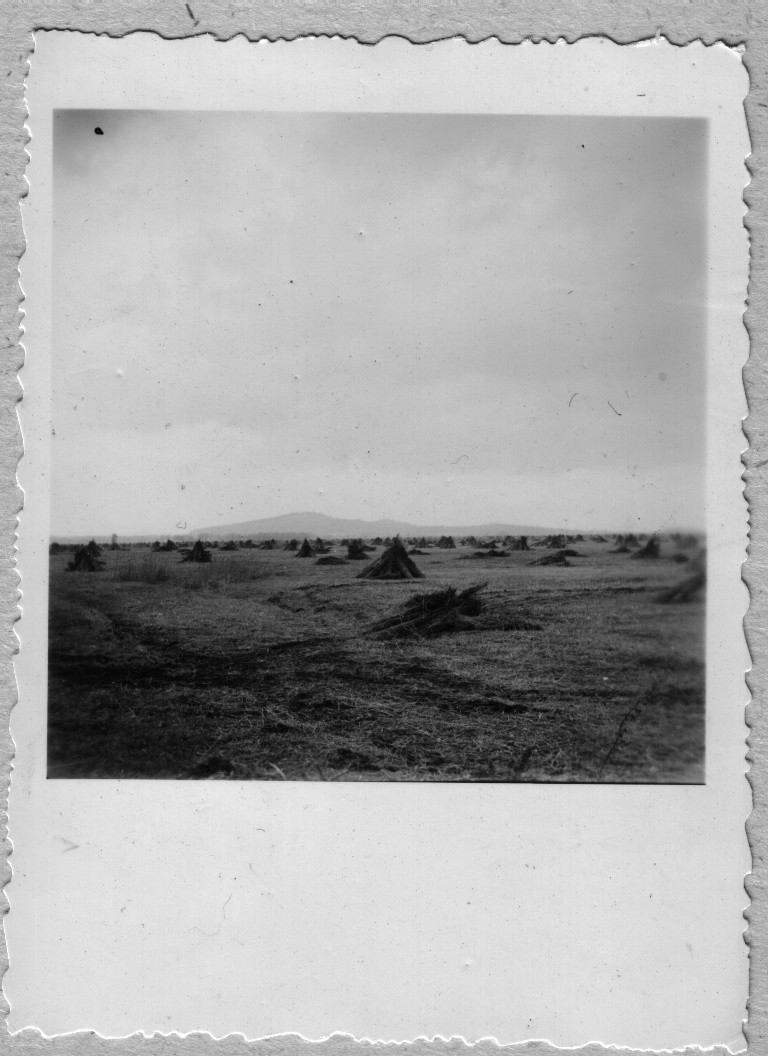 Nagybereki Állami Gazdaságban kendergulák a mezőn (Rippl-Rónai Múzeum CC BY-NC-ND)