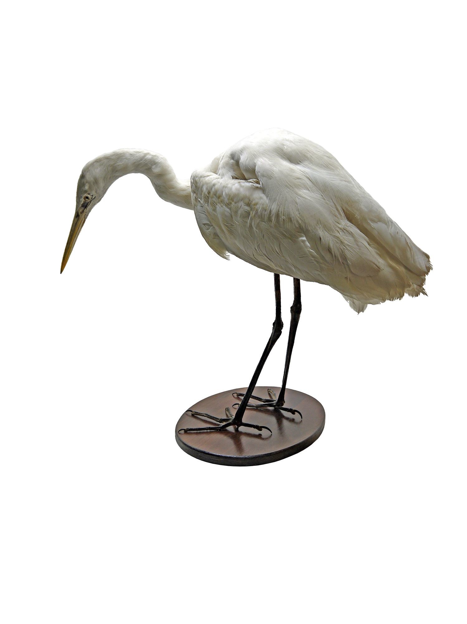 Nagykócsag egretta alba (Rippl-Rónai Múzeum CC BY-NC-SA)