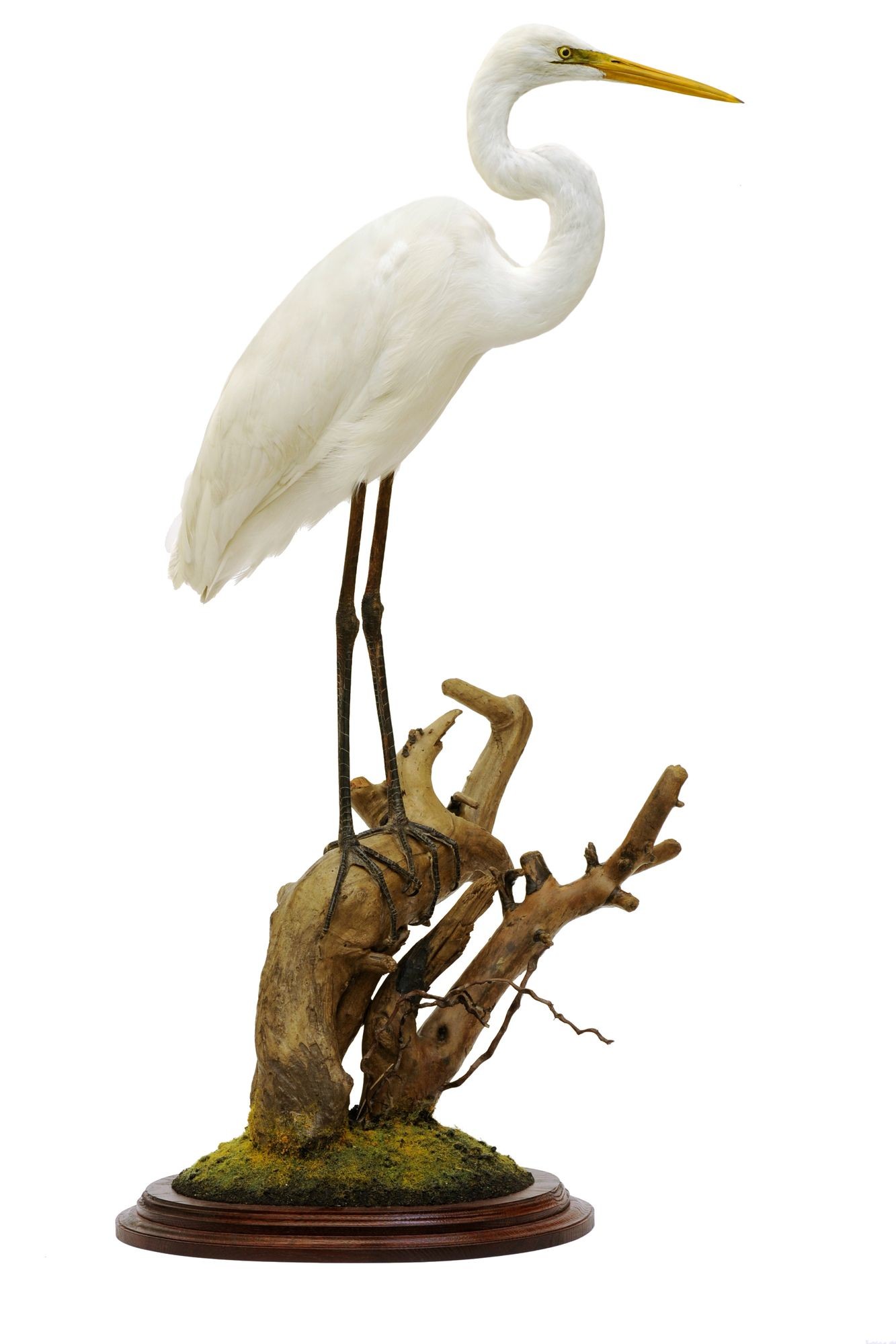 Nagykócsag egretta alba, casmeródius albus (Rippl-Rónai Múzeum CC BY-NC-SA)