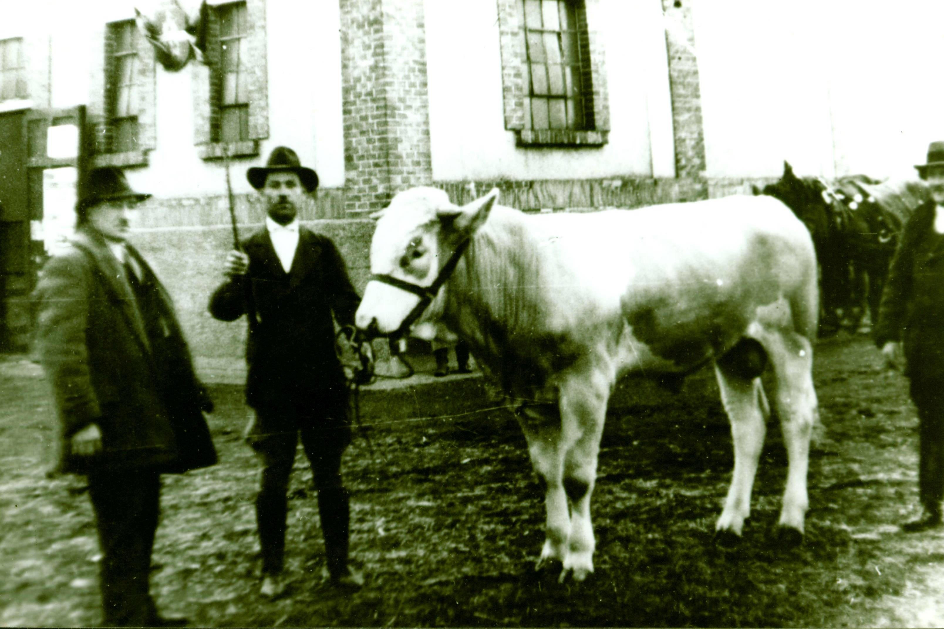 Porcsa Mihály /Csurgói/ bikájával az Országos Mezőgazdasági Kiállításon (Rippl-Rónai Múzeum CC BY-NC-ND)