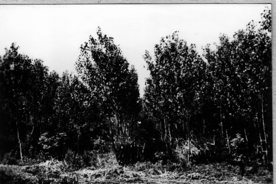 Szélvédő erdősáv nyárfasorai (Rippl-Rónai Múzeum CC BY-NC-ND)