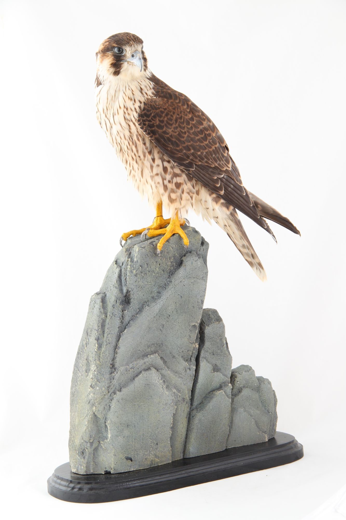 Vándorsólyom falco peregrinus (Rippl-Rónai Múzeum CC BY-NC-SA)