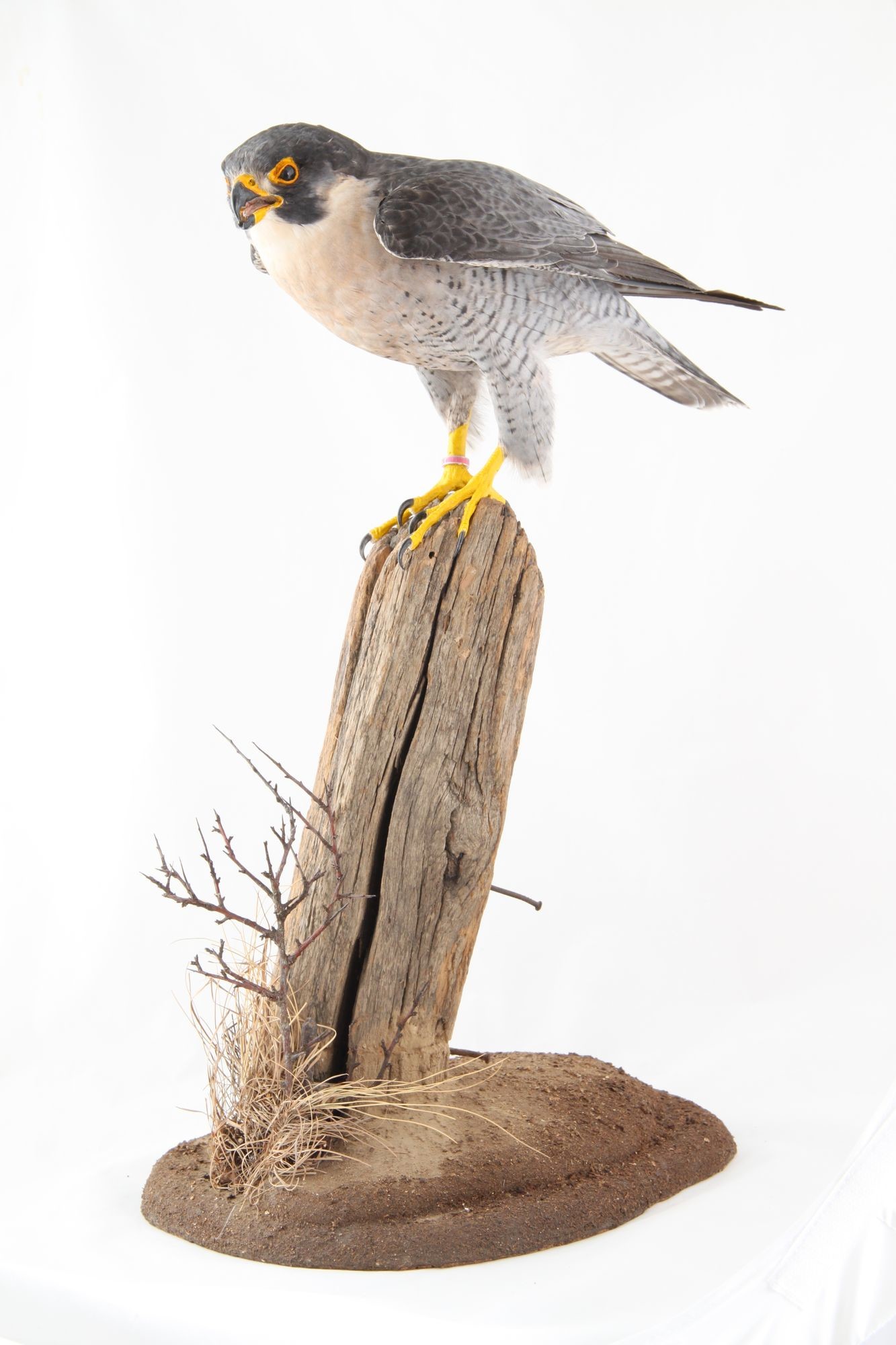 Vándorsólyom hím (falco peregrinus) (Rippl-Rónai Múzeum CC BY-NC-SA)