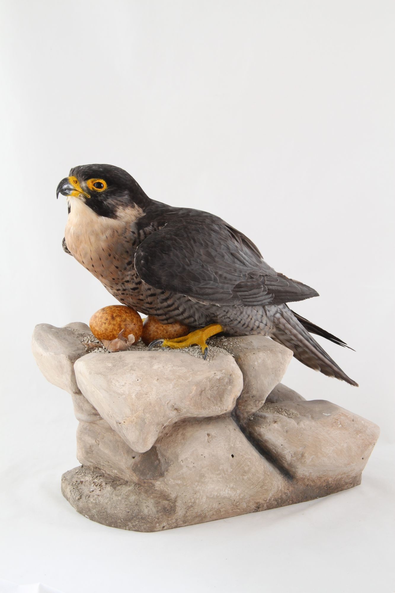 Vándorsólyom hím (falco peregrinus) (Rippl-Rónai Múzeum CC BY-NC-SA)