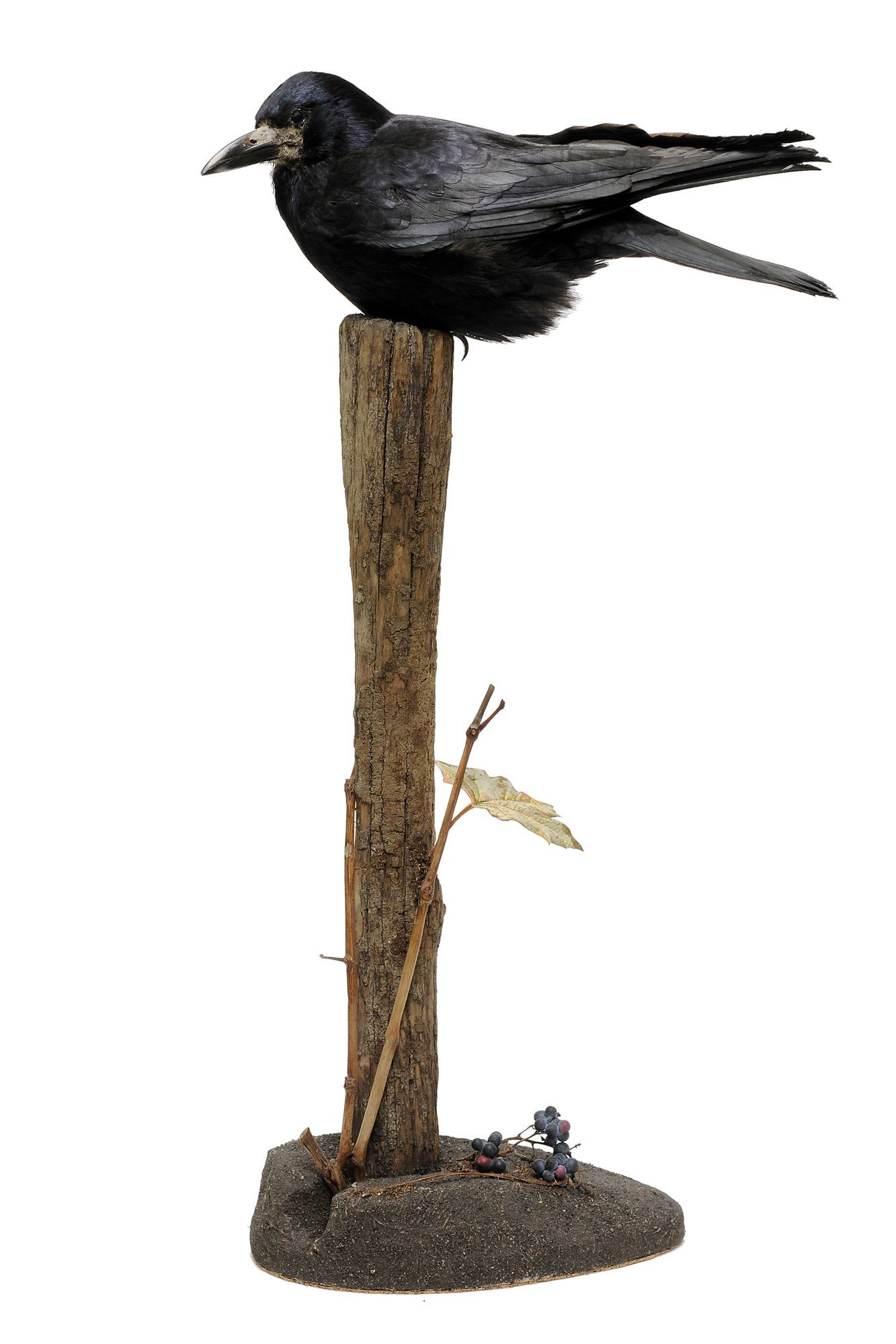 Vetési varjú corvus frugilegus (Rippl-Rónai Múzeum CC BY-NC-SA)