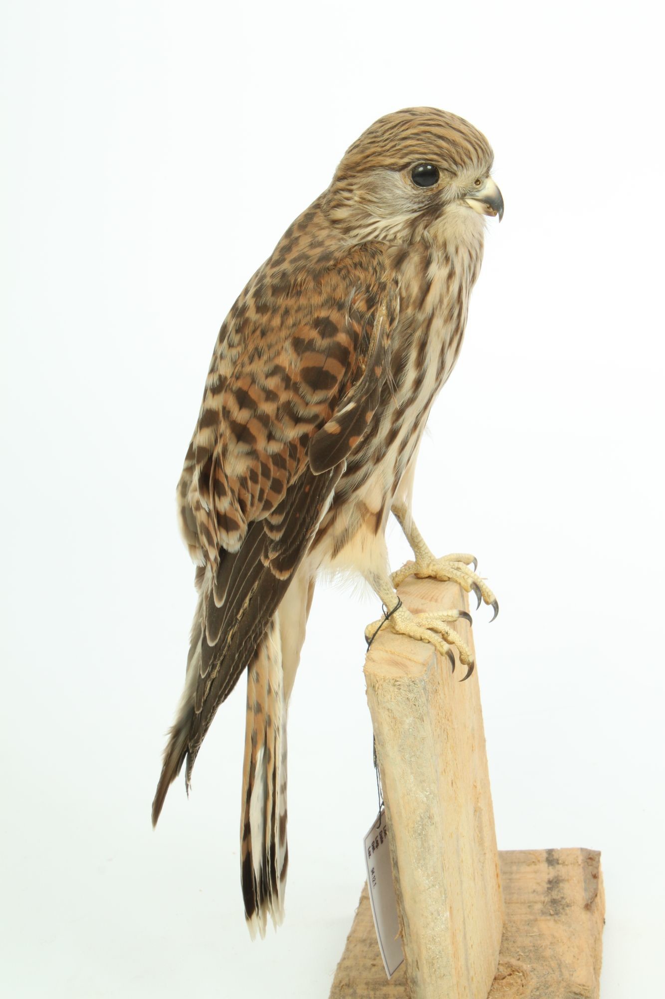 Vörös vércse falco tinnunculus (Rippl-Rónai Múzeum CC BY-NC-SA)