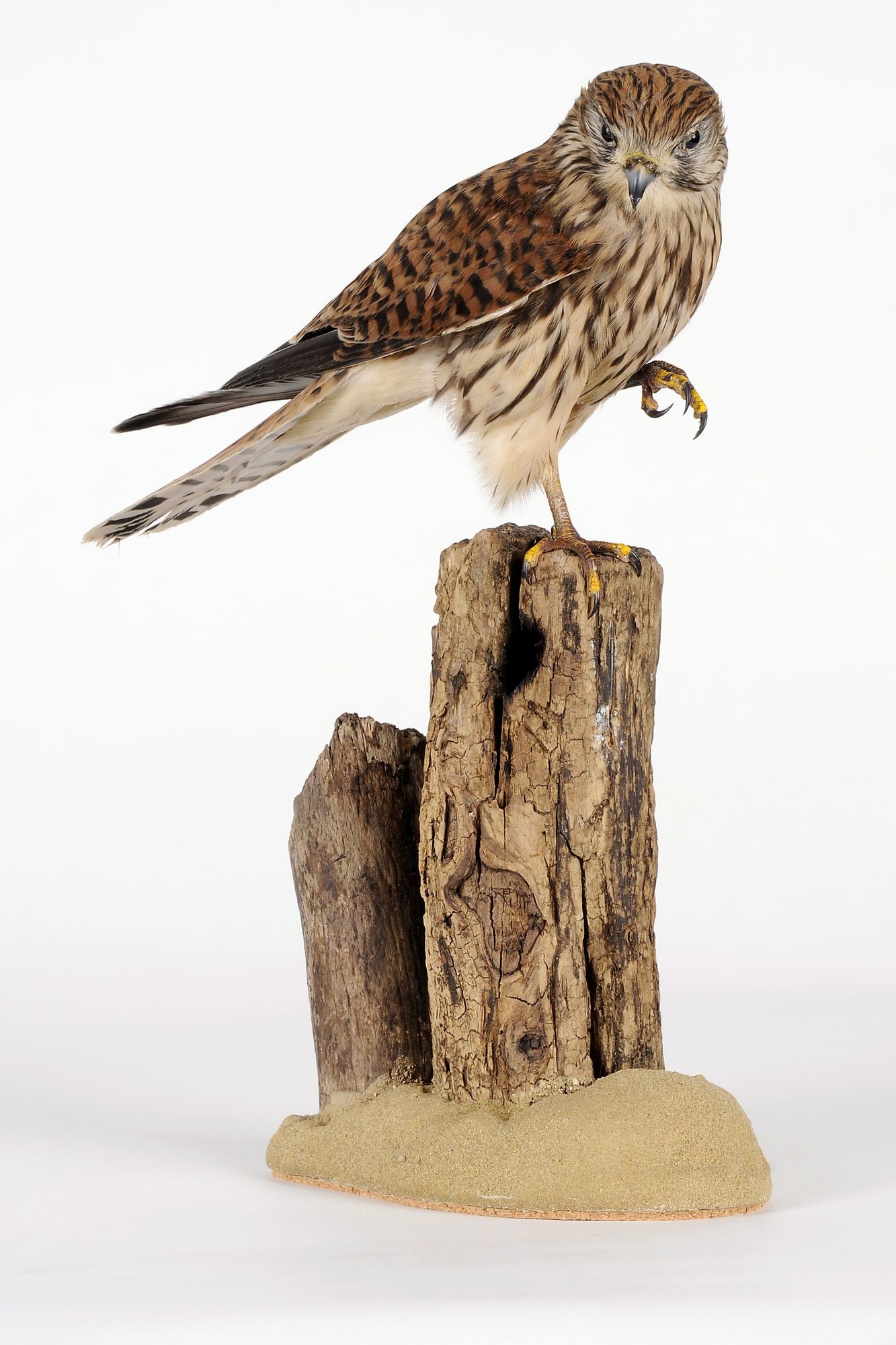 Vörösvércse (falco tinnunculus) (Rippl-Rónai Múzeum CC BY-NC-SA)