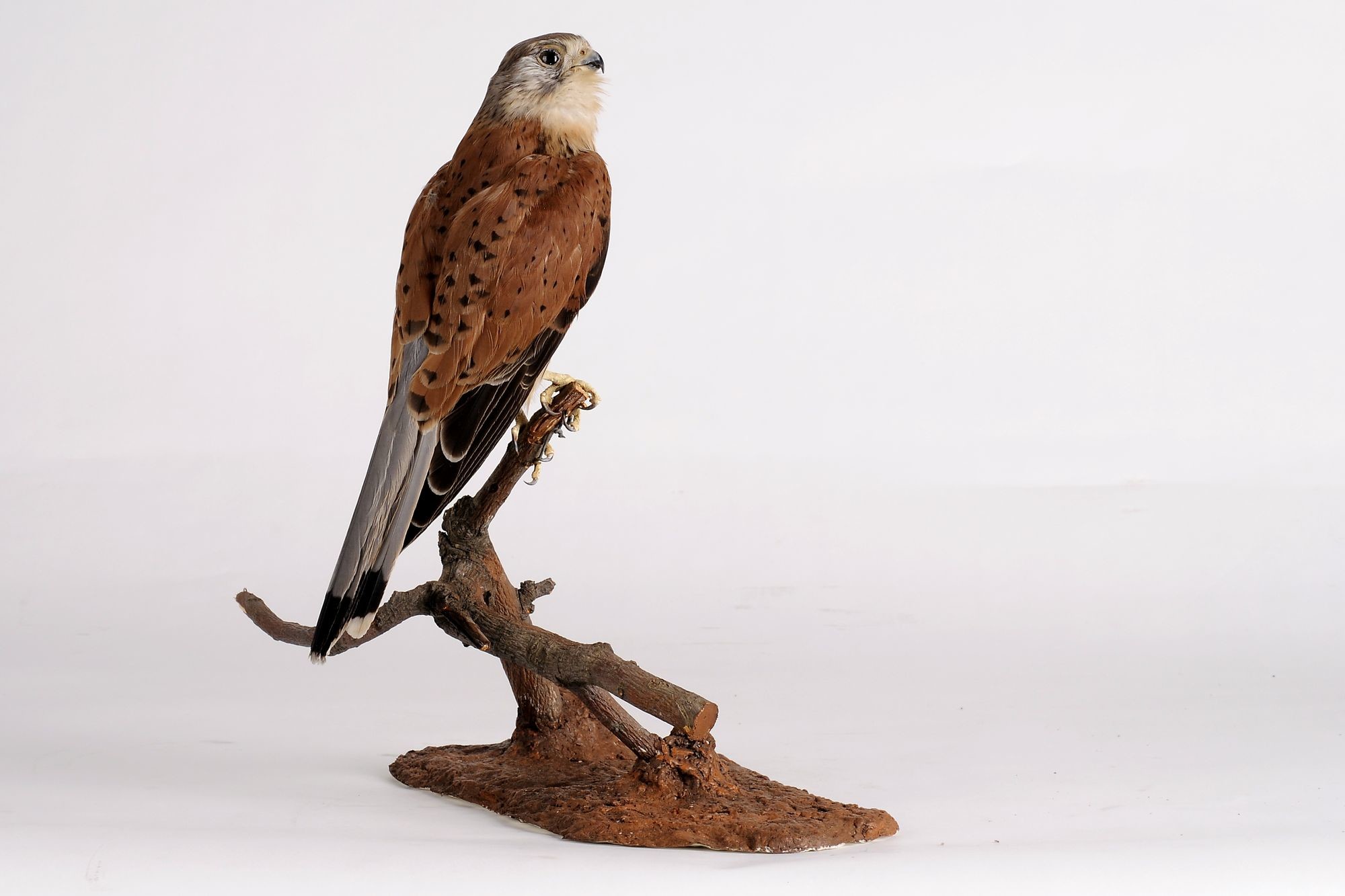 Vörösvércse falco tinnunculus (Rippl-Rónai Múzeum CC BY-NC-SA)