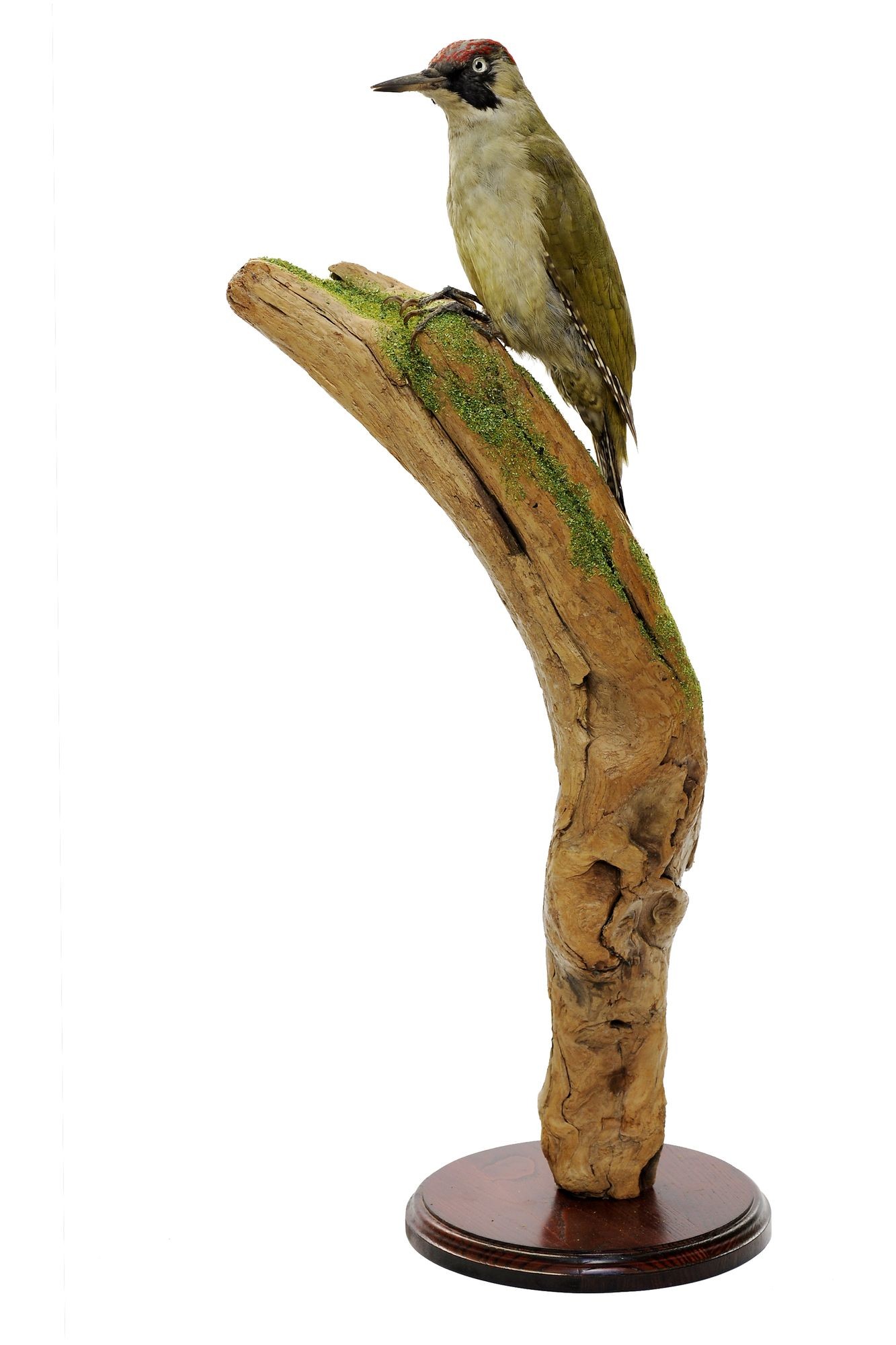 Zöldküllő picus viridis (Rippl-Rónai Múzeum CC BY-NC-SA)