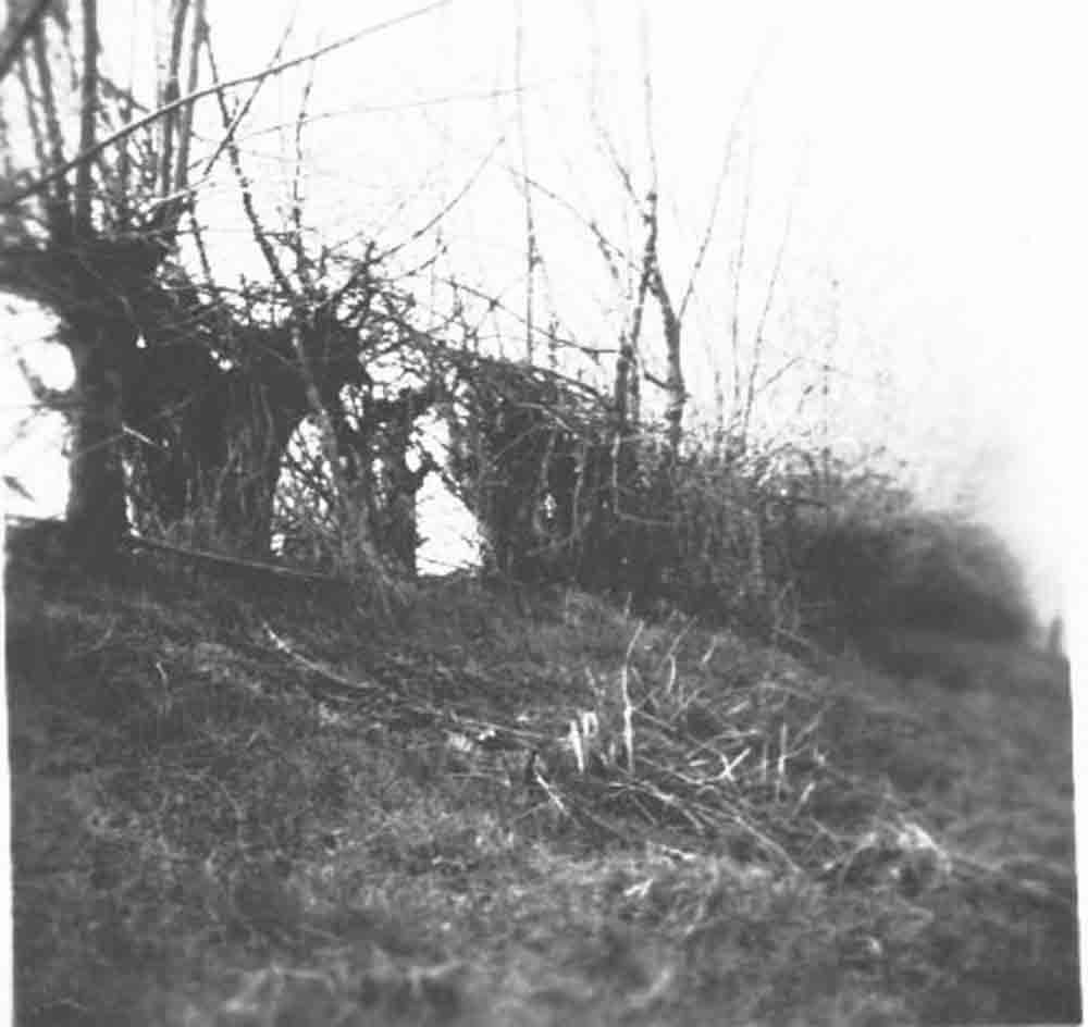 Élősövény kerítés a temető mellett (Rippl-Rónai Múzeum CC BY-NC-ND)
