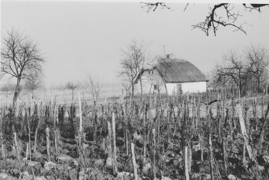 Ceria szőlőhegy részlete (Rippl-Rónai Múzeum CC BY-NC-ND)
