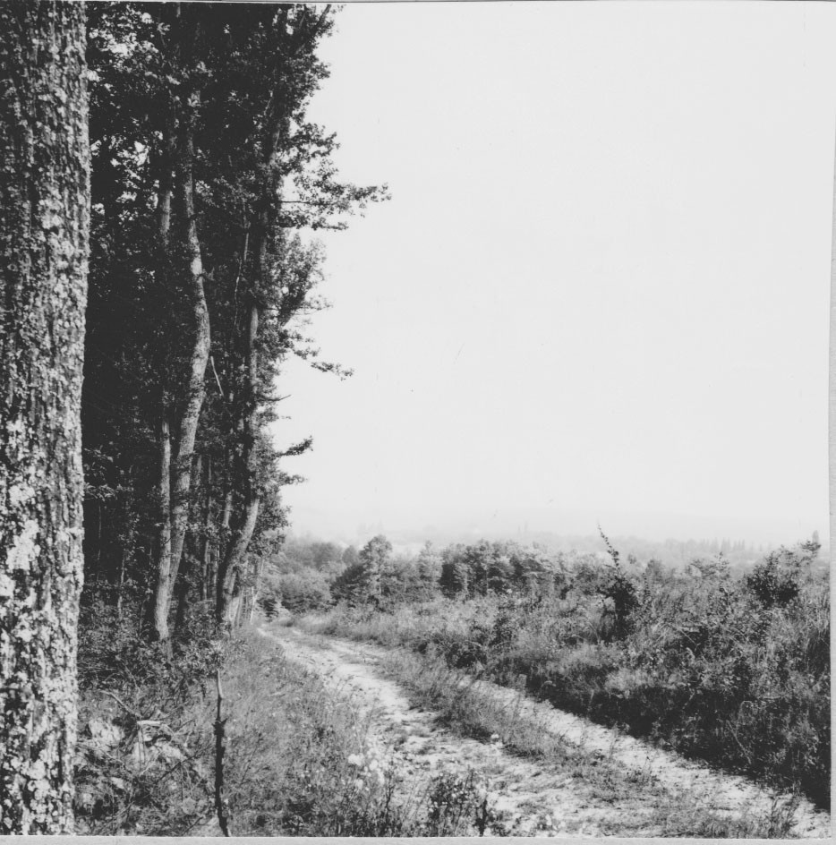 Erdőrészlet ÉK-ről az országút felett (Rippl-Rónai Múzeum CC BY-NC-ND)