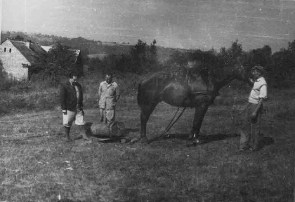 Faközelítés az erdőben, lóval való húzatás (Rippl-Rónai Múzeum CC BY-NC-ND)