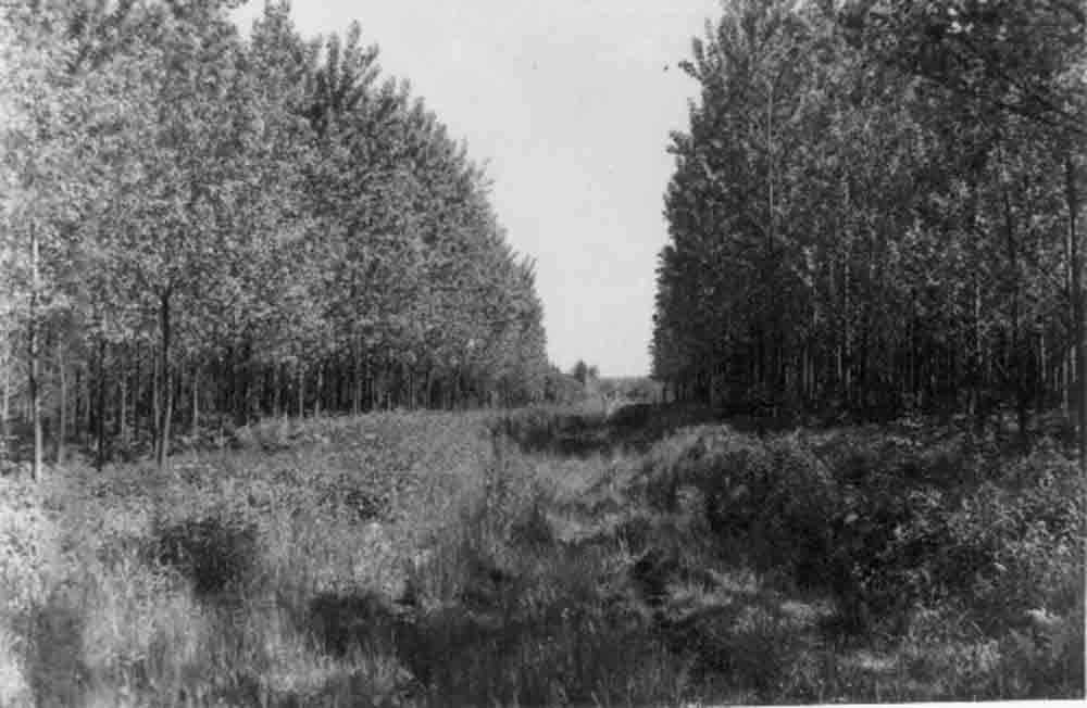 Iharos környéki erdőrészlet (Rippl-Rónai Múzeum CC BY-NC-ND)