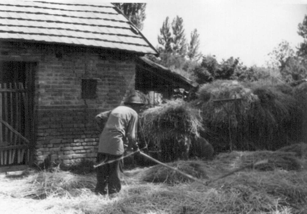 Kiss István rozsot csépel zsuppos ház tetejének javítására (Rippl-Rónai Múzeum CC BY-NC-ND)