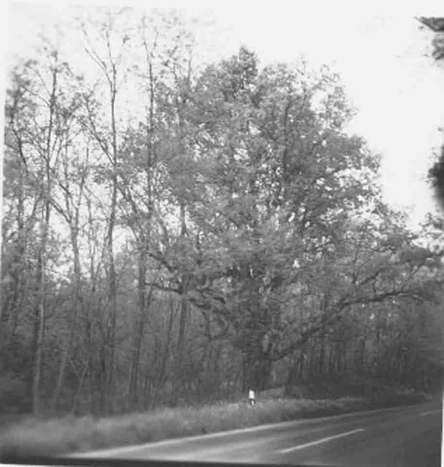 Patkó Bandi fája az országút mellett (Rippl-Rónai Múzeum CC BY-NC-ND)