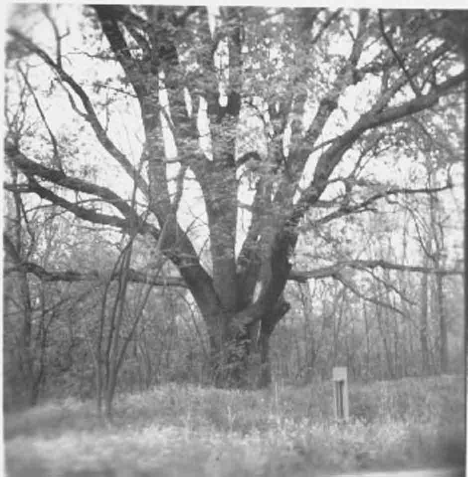 Patkó Bandi fája az országút mellett, a vasúton túl (Rippl-Rónai Múzeum CC BY-NC-ND)
