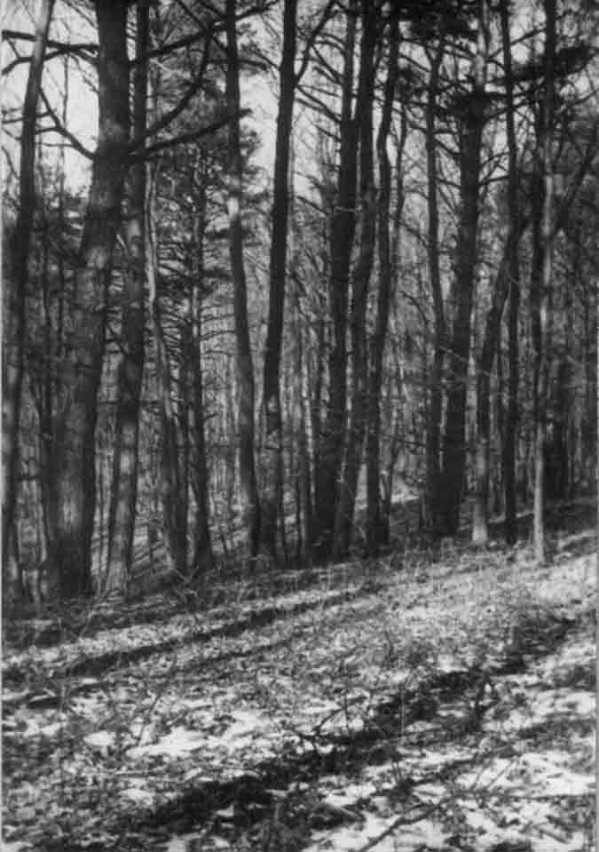 Pogányszentpéter környéki erdőrészlet (Rippl-Rónai Múzeum CC BY-NC-ND)
