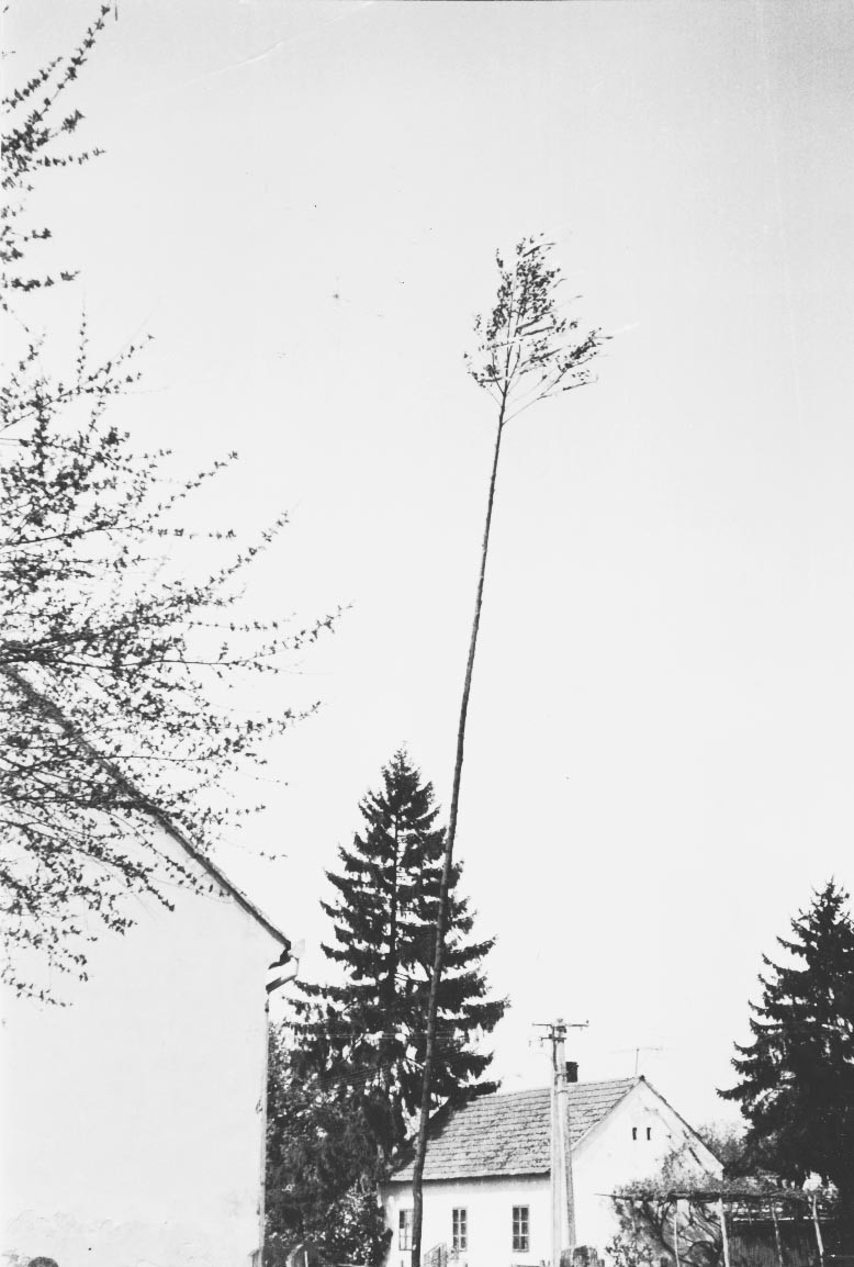 A kocsmárosnak felállított májusfa a kocsma előtt (Rippl-Rónai Múzeum CC BY-NC-ND)
