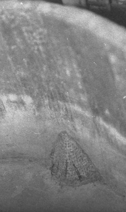 Fémszűrő a szüretelőkádban. Sümegi György pincéje (Rippl-Rónai Múzeum CC BY-NC-ND)
