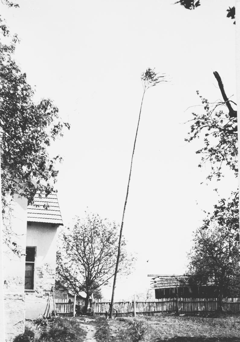 Leánynak állított májusfa a Tsz. udvar mellett (Rippl-Rónai Múzeum CC BY-NC-ND)
