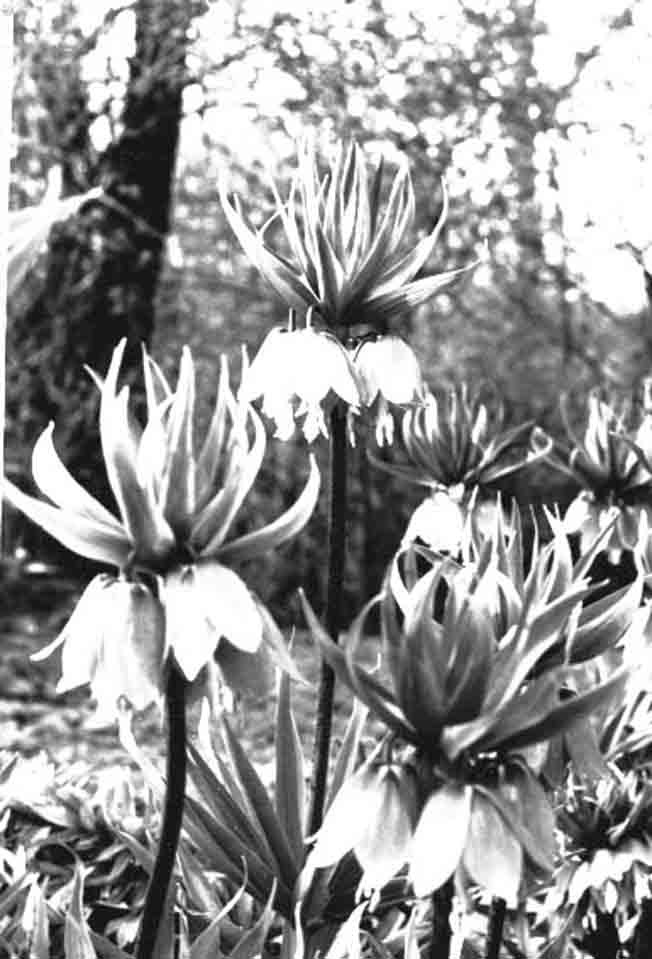 "Császárkorona" virágok (Rippl-Rónai Múzeum CC BY-NC-ND)
