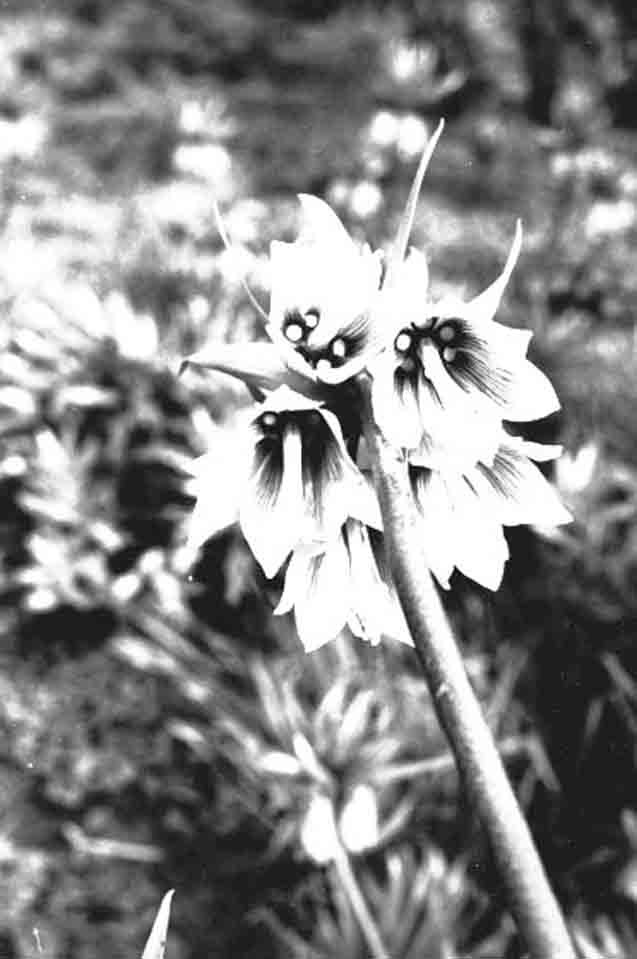 "Császárkorona" virágok (Rippl-Rónai Múzeum CC BY-NC-ND)