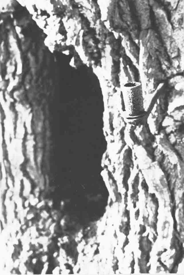 Tölgyfa, úgynevezett "képesfa" (Rippl-Rónai Múzeum CC BY-NC-ND)