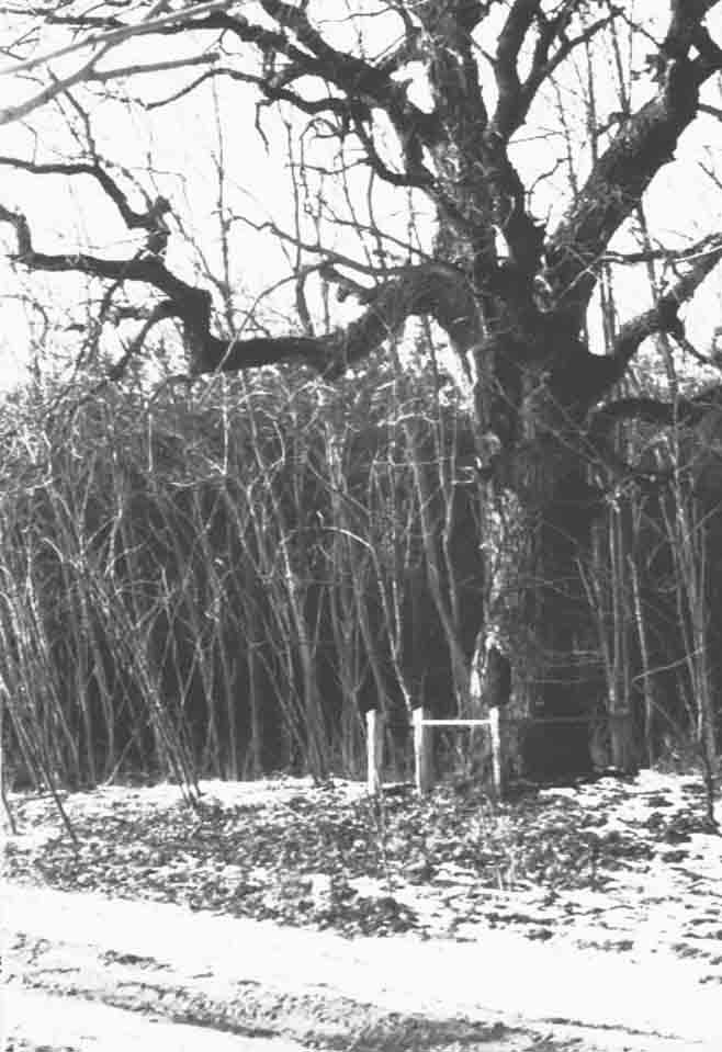 Tölgyfa, úgynevezett "képesfa" (Rippl-Rónai Múzeum CC BY-NC-ND)