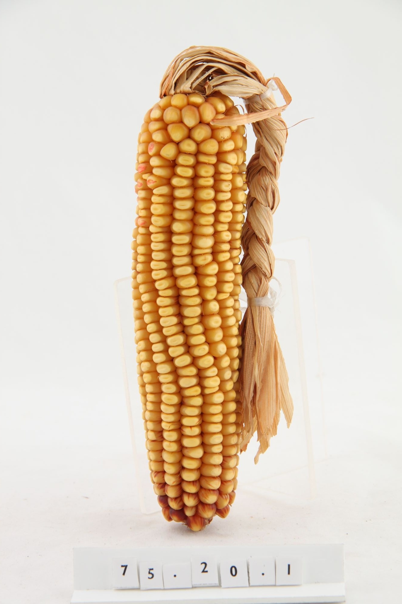 Kukoricababa "leány" (Rippl-Rónai Múzeum CC BY-NC-SA)