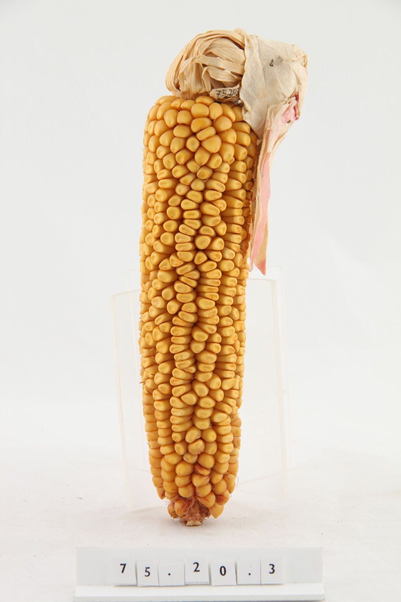 Kukoricababa "menyecske" (Rippl-Rónai Múzeum CC BY-NC-SA)