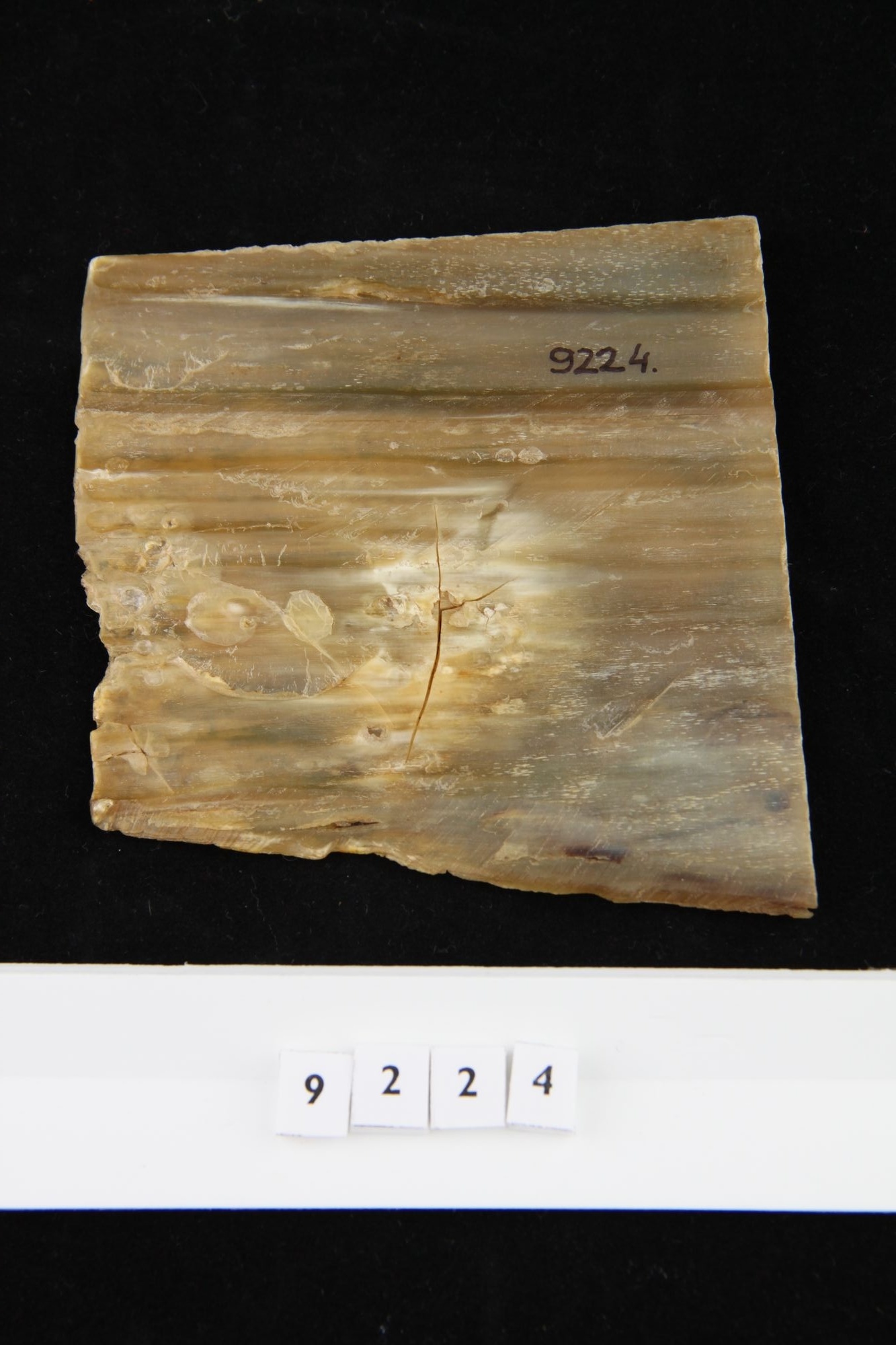 Fésű nyers anyaga "minta" (Rippl-Rónai Múzeum CC BY-NC-SA)