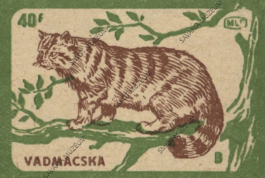 Gyufacímke, Erdei állatok, Vadmacska (Smidt Múzeum, Szombathely CC BY-NC-SA)