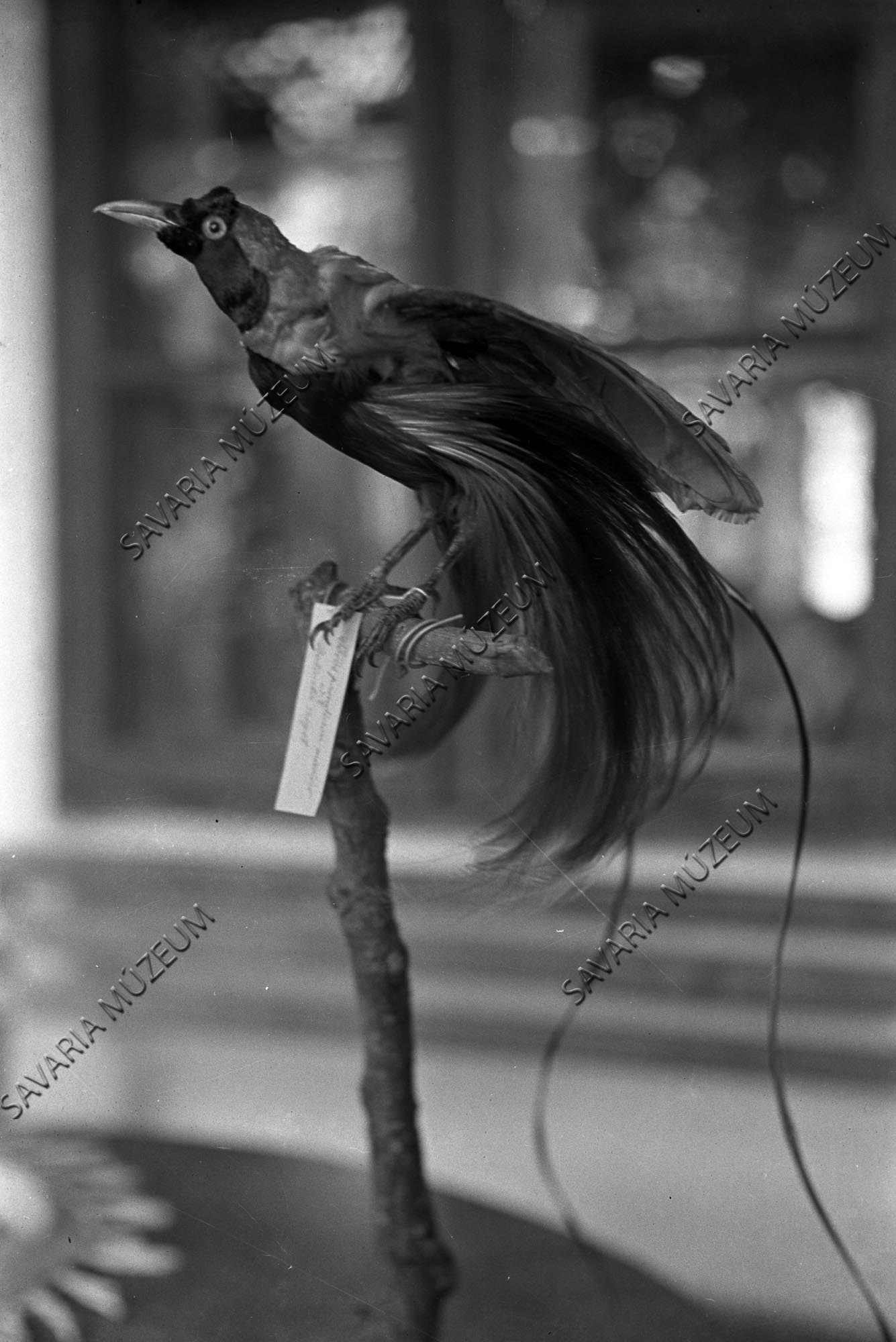 Paradicsommadár (Savaria Megyei Hatókörű Városi Múzeum, Szombathely CC BY-NC-SA)