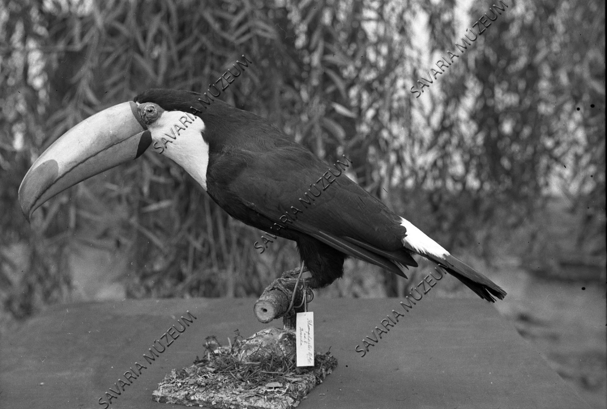 Exotikus madár (Savaria Megyei Hatókörű Városi Múzeum, Szombathely CC BY-NC-SA)