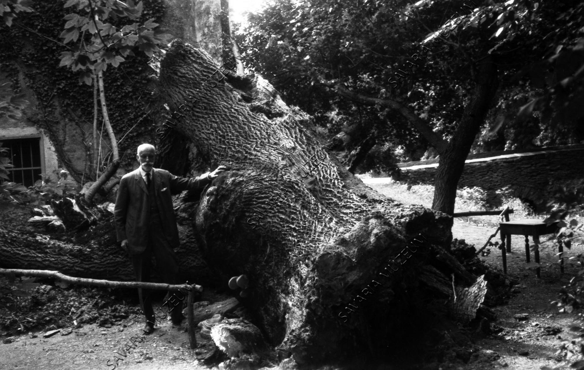 Kidőlt nagy kőrisfa (Savaria Megyei Hatókörű Városi Múzeum, Szombathely CC BY-NC-SA)