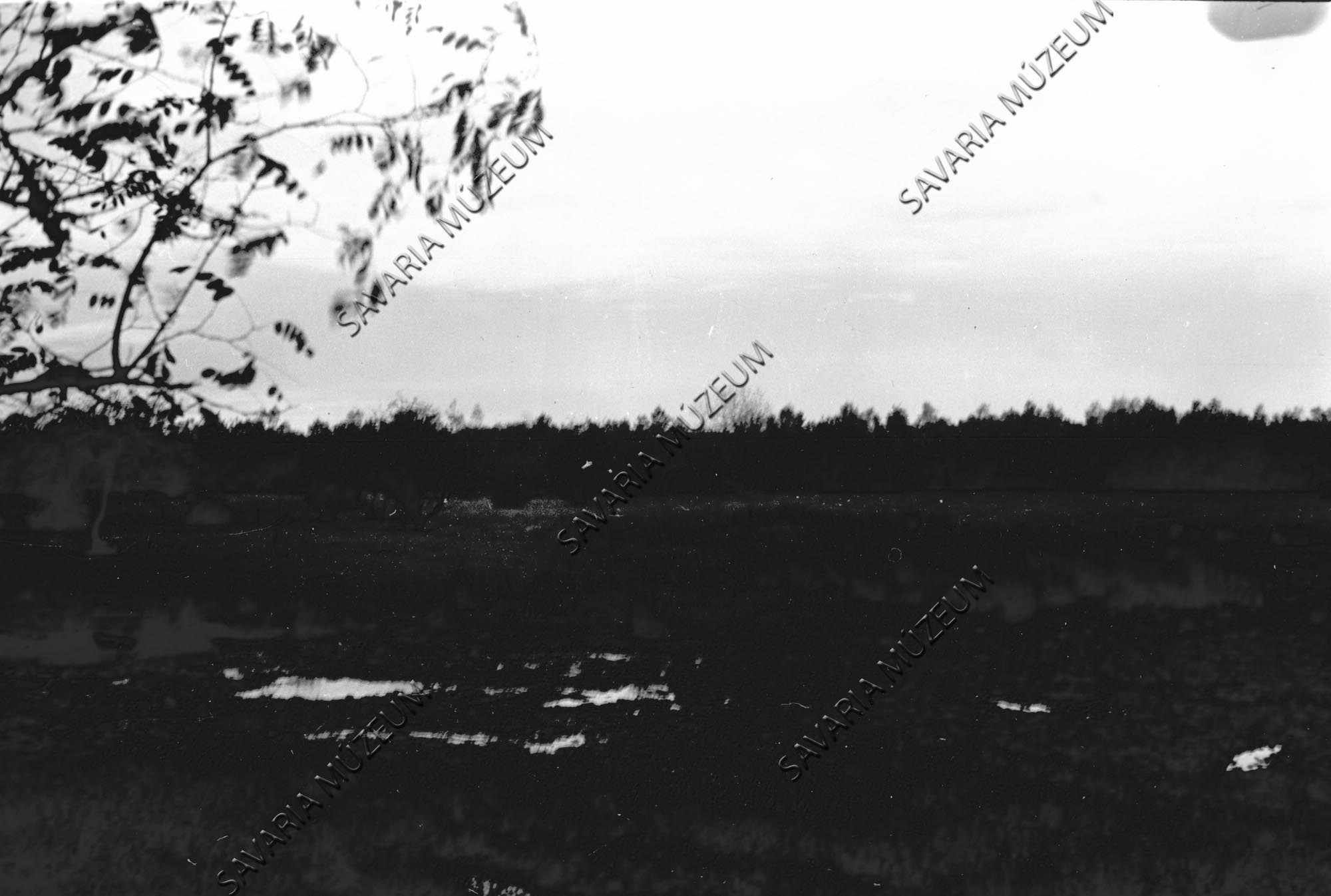 Erdei mocsaras táj (Savaria Megyei Hatókörű Városi Múzeum, Szombathely CC BY-NC-SA)