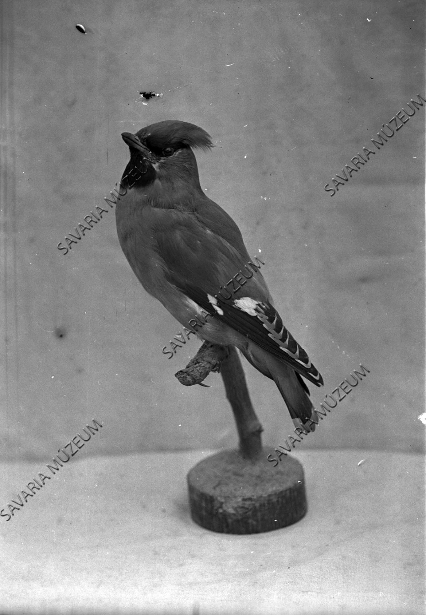Csonttollú madár (Savaria Megyei Hatókörű Városi Múzeum, Szombathely CC BY-NC-SA)