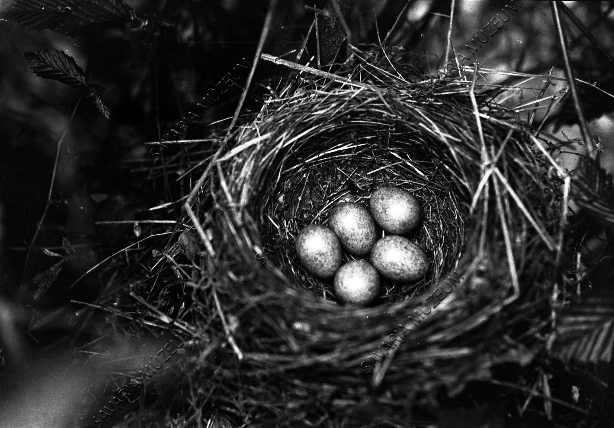 Feketerigó (Turdus merula L.) fészke tojásokkal (Savaria Megyei Hatókörű Városi Múzeum, Szombathely CC BY-NC-SA)